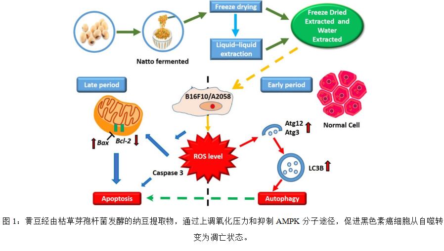枯草纳豆芽孢杆菌功效与作用,纳豆枯草芽孢杆菌分泌的酶