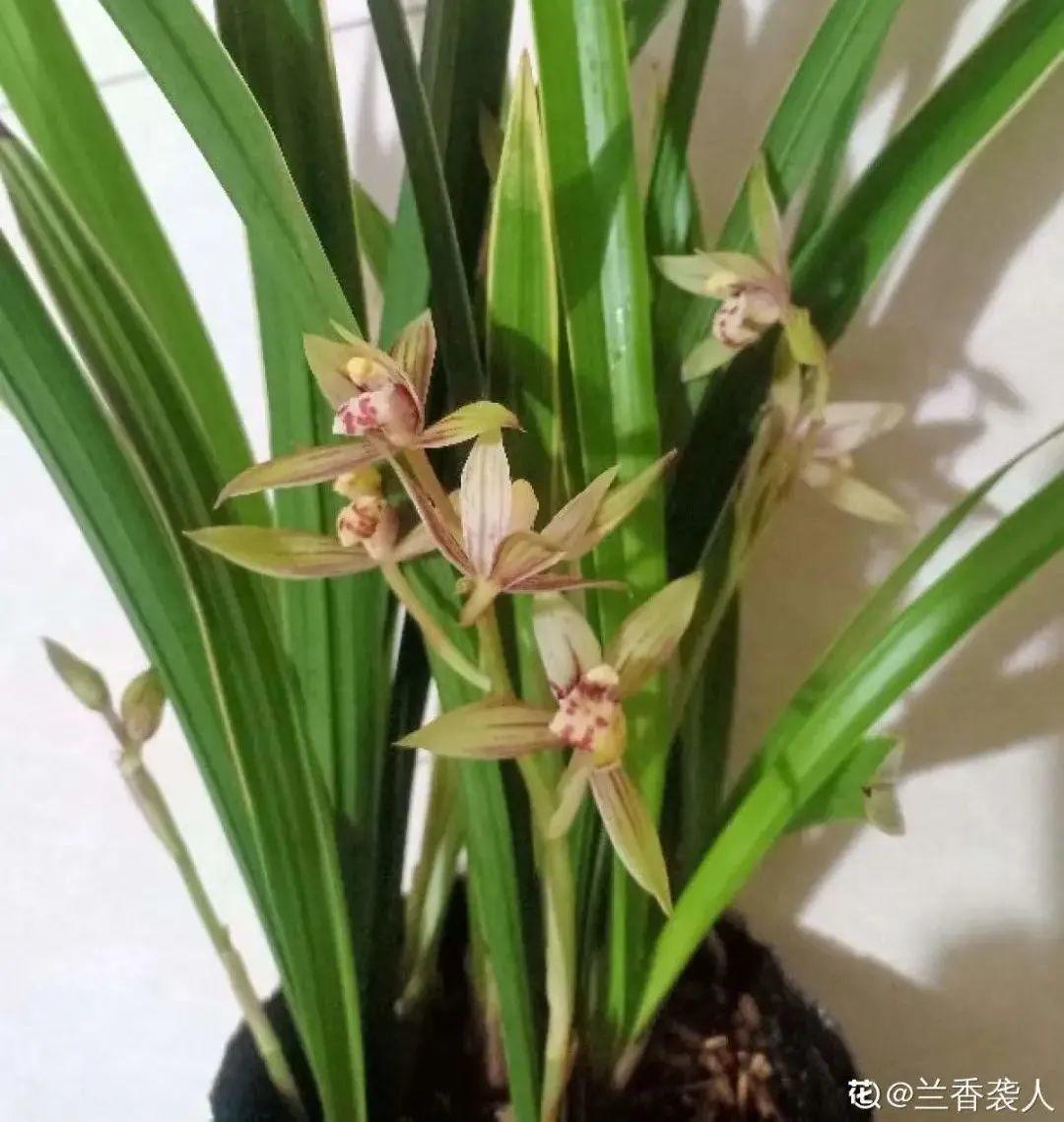 耐寒又好养的香水花,家里可以养法国香水花