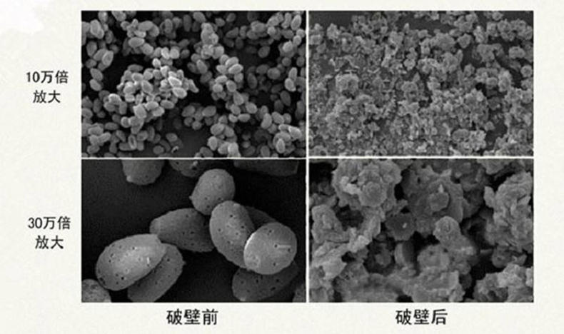 灵芝孢子粉选什么样的最好,如何选择灵芝孢子粉