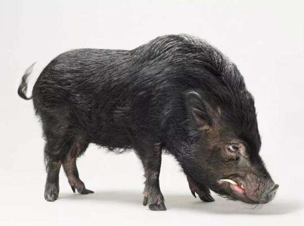 蛇遇到猪的婚配,婚姻蛇遇猪