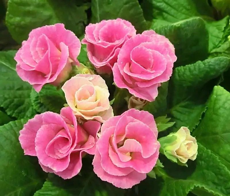 6种花开花时间,六种短命花