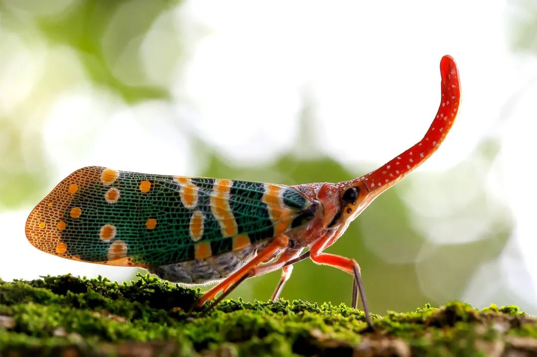 躲进这道地球上“美丽的伤痕”里，感受盛夏直降10℃的清凉