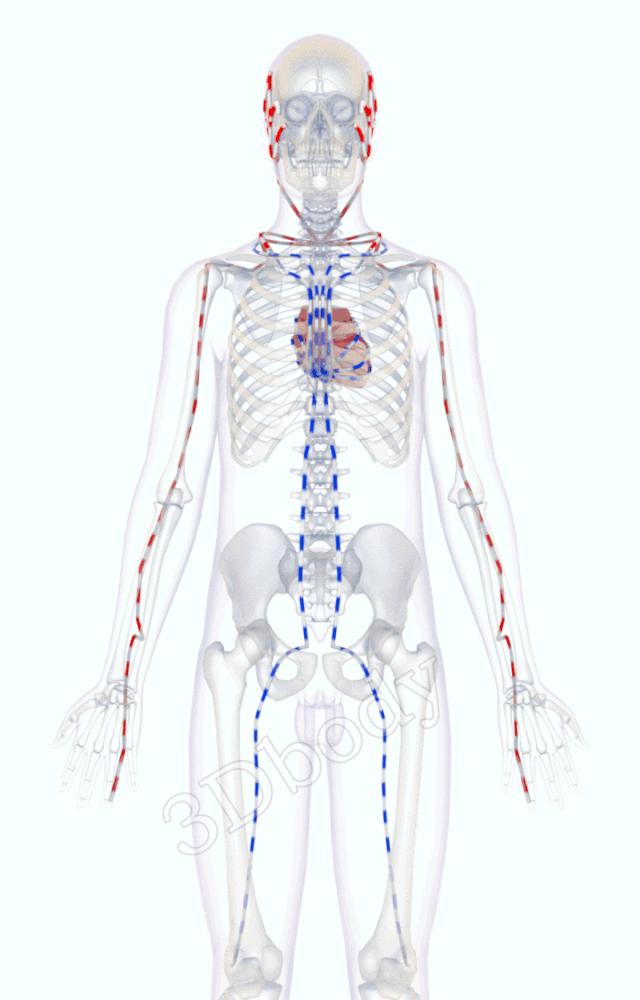3d十四经络动态循行图,经络图3d动态图三焦经