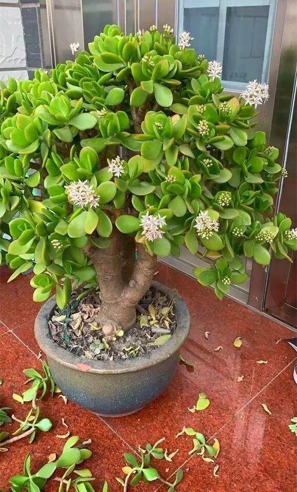 养玉树的十大诀窍,养玉树的绝招大全