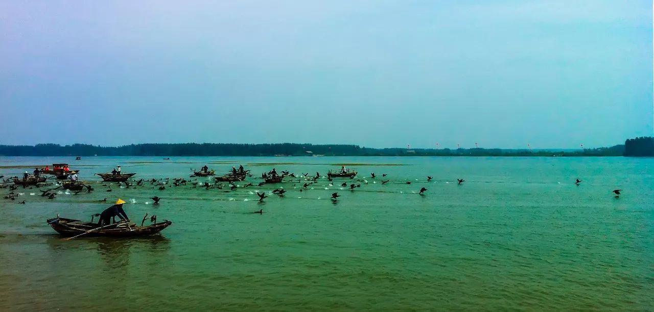 接天莲叶无穷碧,映日荷花别样红。醉美微山湖,缥缈入画图