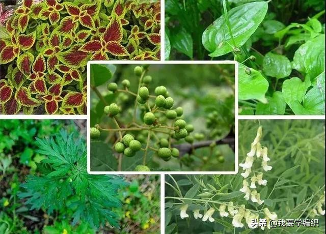 后背长痘的原因和改善方法,后背长痘太可怕了该怎样调理