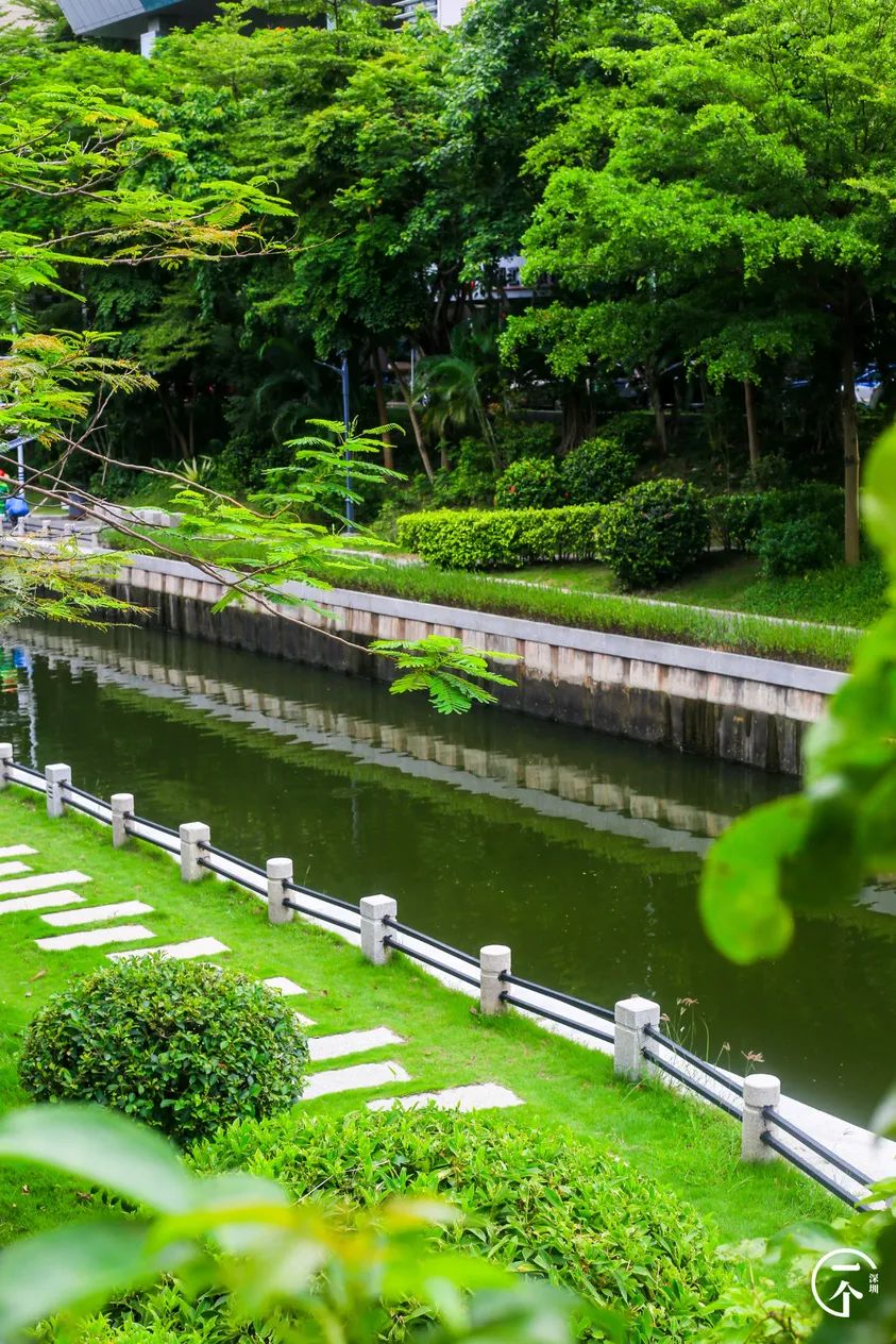 测评深圳湾,我直接被房租劝退