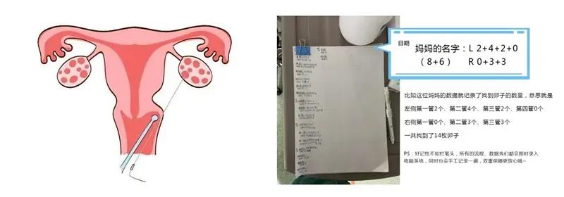 实验室探险记之胚胎小宝诞生记