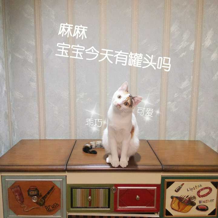 进口猫粮怎么买才能买到正品,进口猫粮推荐吃什么