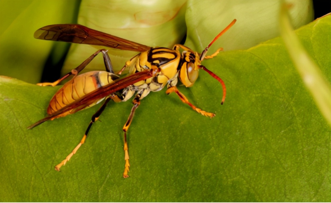 美国大黄蜂被导弹击落,亚洲大黄蜂入侵