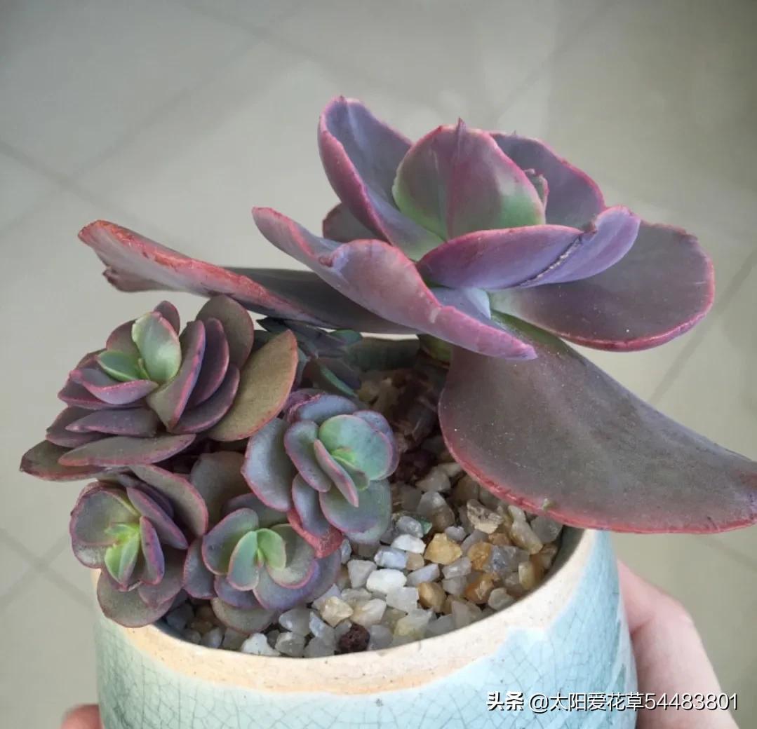 多肉秀妍怎么养,多肉秀妍爆盆了怎么处理