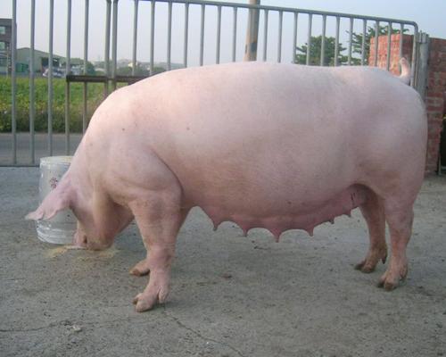 猪呕吐是怎么回事用什么药治疗,猪呕吐是怎么回事啊