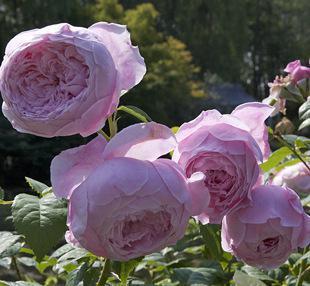 适合院子种的藤本月季品种,适合两广种植的浓香型藤本月季