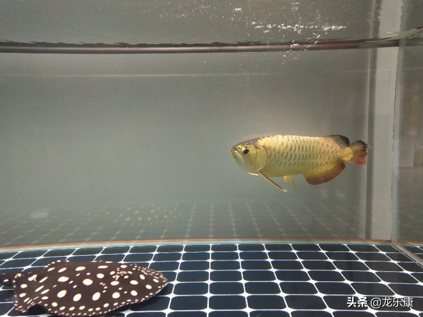 龙鱼养鱼知识大全,龙鱼拒食的解决方法