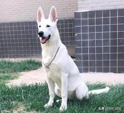 白色德牧和萨摩耶杂交犬,萨摩耶犬德牧