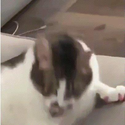 为什么对着猫吹气它会生气 (对着猫吹气)