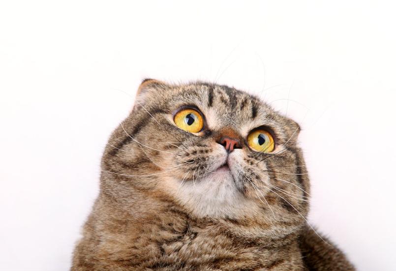 养了只猫咪胆小不和人亲近怎么办,猫咪不愿意靠近主人