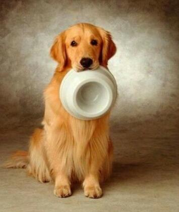 狗狗太粘人怎么办,狗狗一直喘气特别粘人是怎么回事