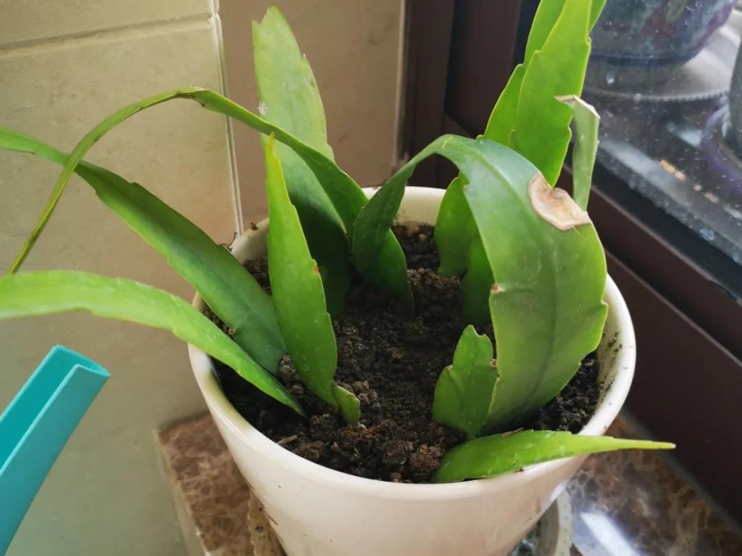 扦插花的养殖方法和技巧,养花扦插有妙招多肉