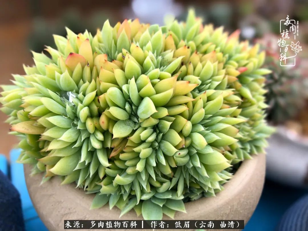 多肉怎么养度夏,多肉怎么养之度夏篇