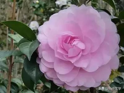 花语大全100种花图片,100种花的花语太全了