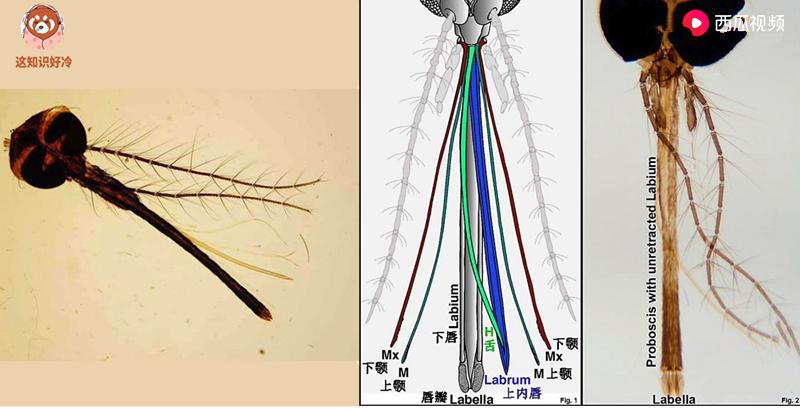 蚊子吸血被拍死针会留下吗,突然拍死蚊子针管会留在里面吗