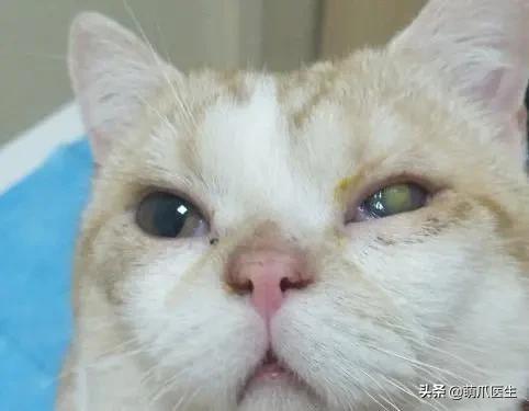 猫咪眼睛有分泌物怎么处理,猫咪眼部常见的疾病及日常护理