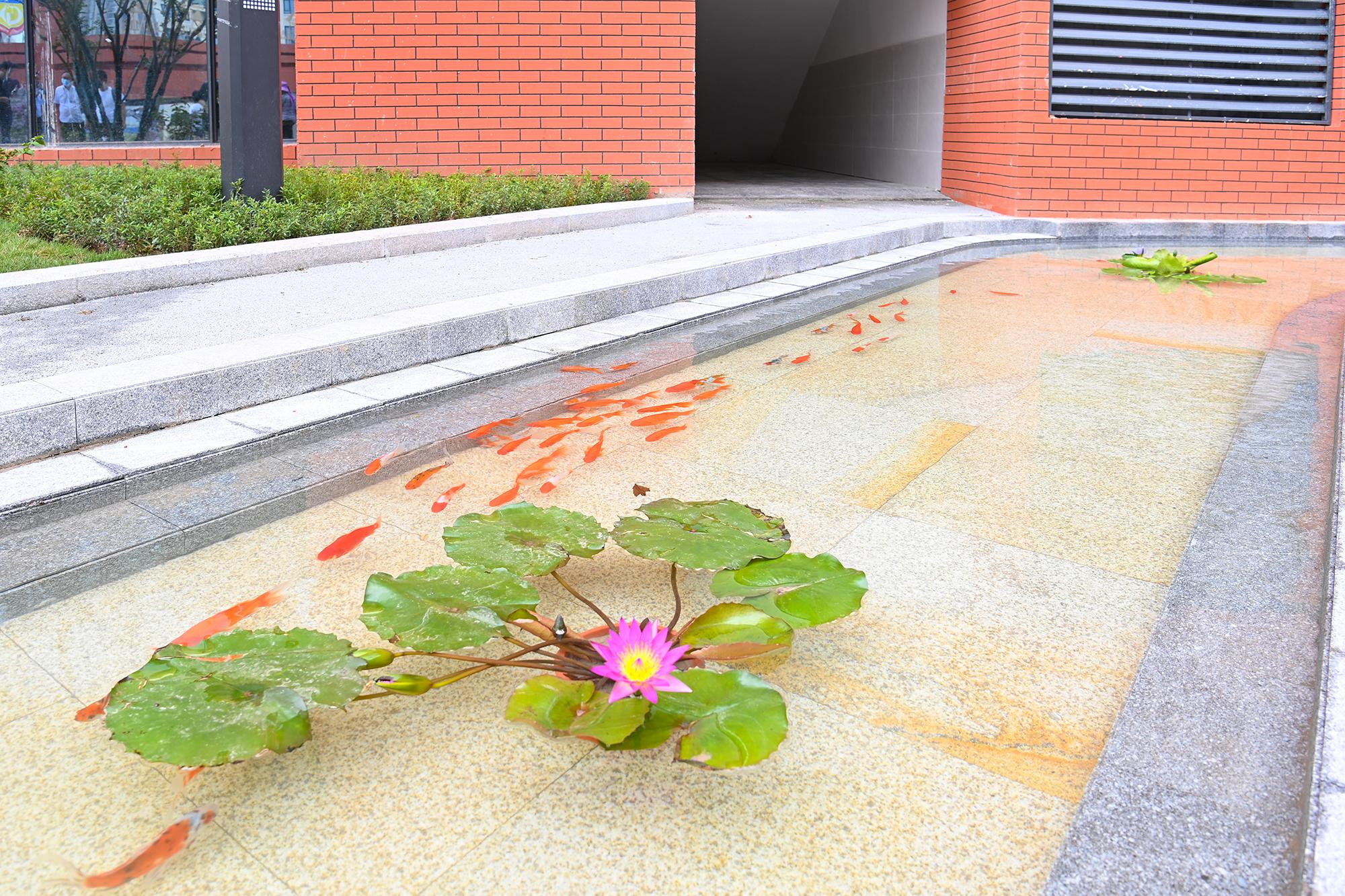 重庆两江新区金渝云创小学,两江金渝云创小学怎么样