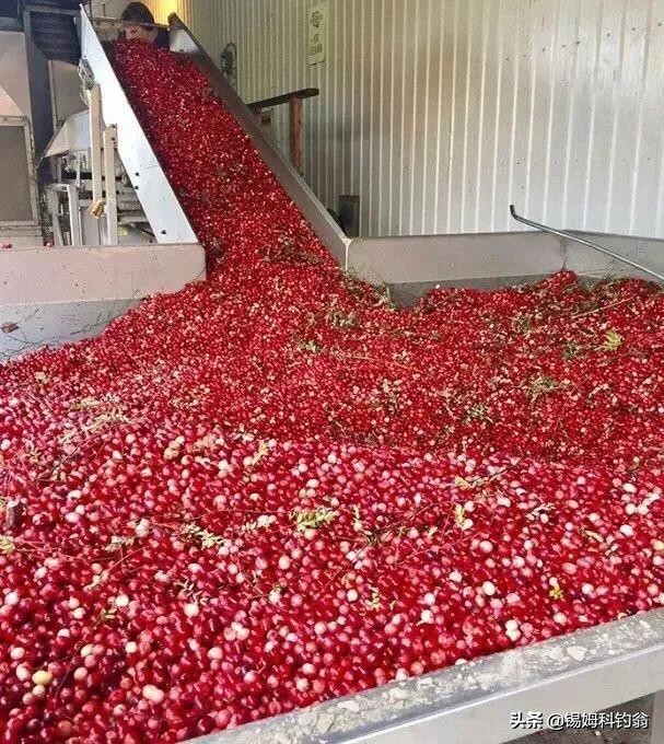 蔓越莓的秘密,蔓越莓小秘密大全