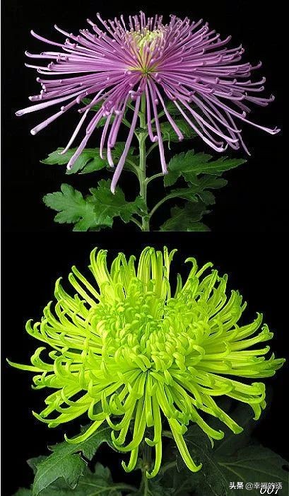 中国十大名花图片及花语,山茶花是中国十大名花吗