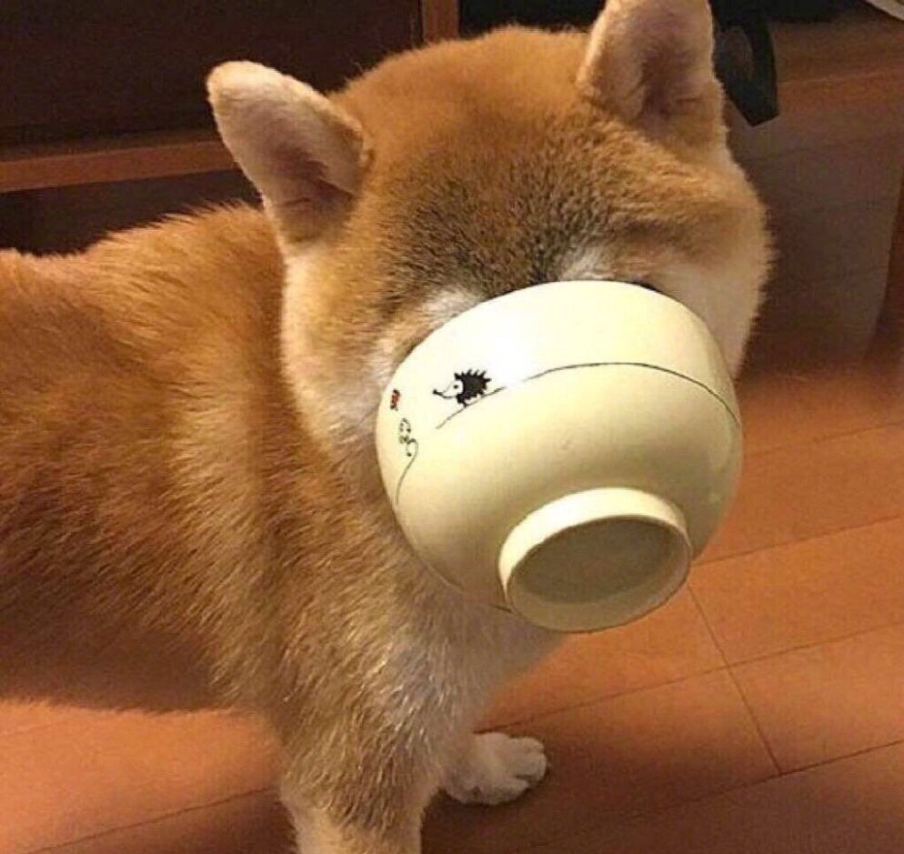 柴犬购买需要注意事项,分享购买柴犬的一些心得