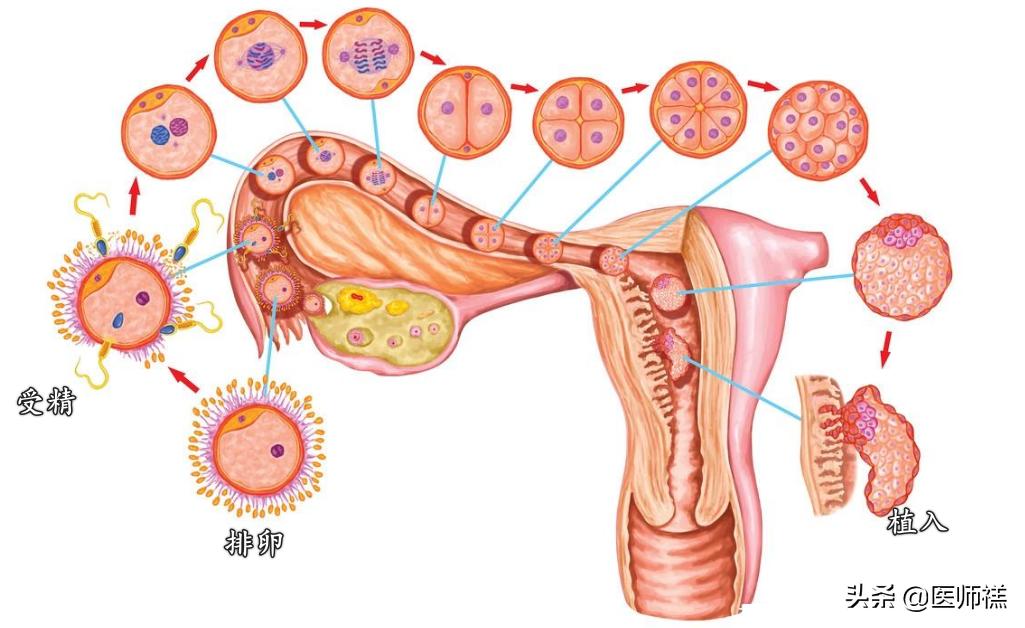 备孕时女人倒立真的更容易怀孕吗,备孕倒立多长时间最佳