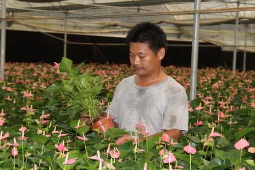 返乡创业山沟里的致富路,关于乡村返乡创业的思考