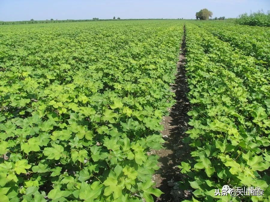 什么样的棉花算是早衰,如何应对棉花偏旺和早衰