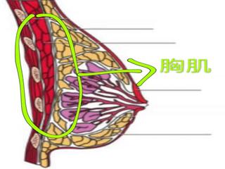 女人减肥胸部小了怎样恢复,200斤胖子减肥如何把胸部变小