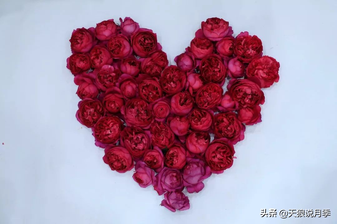 都说“最美人间四月天”，应该就是月季开花的模样吧！