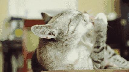 猫癣传染人如何才能治好,猫癣反复发作该怎么治疗