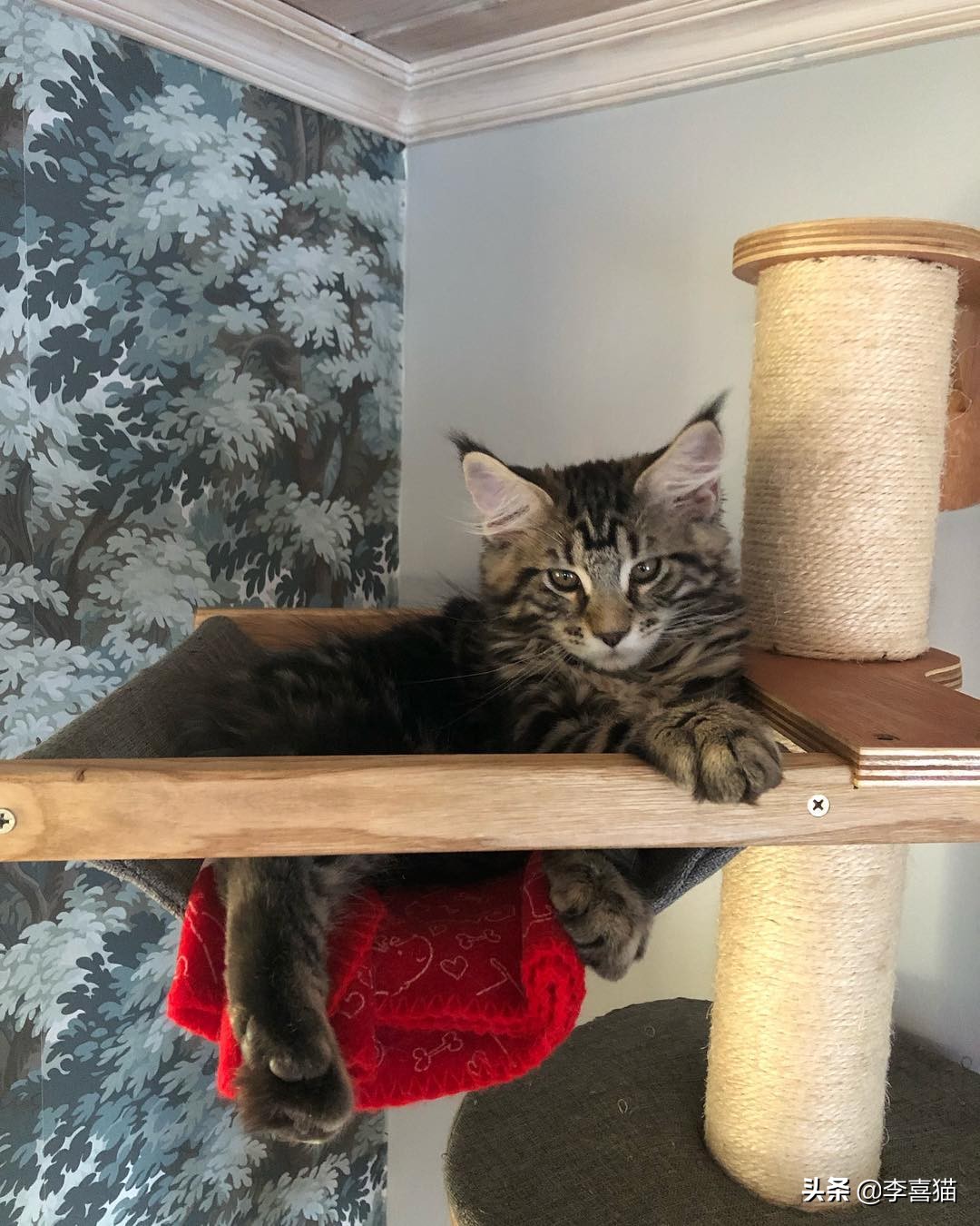 辟谣猫咪真的没有九条命,辟谣猫咪