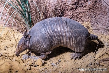 除了蝙蝠，这18种动物肉都是野生的，为了家人健康，一定要管住嘴