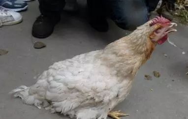 养鸡必看：冬季不容忽视的五大鸡病的防治措施