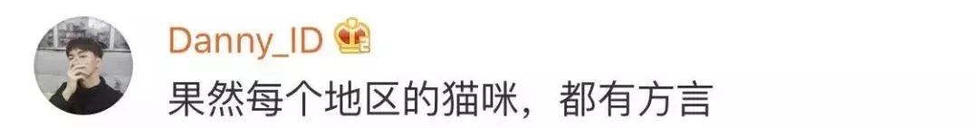 本国的猫可以听懂外国的猫叫吗 (中国的猫听得懂外国猫的叫声吗)