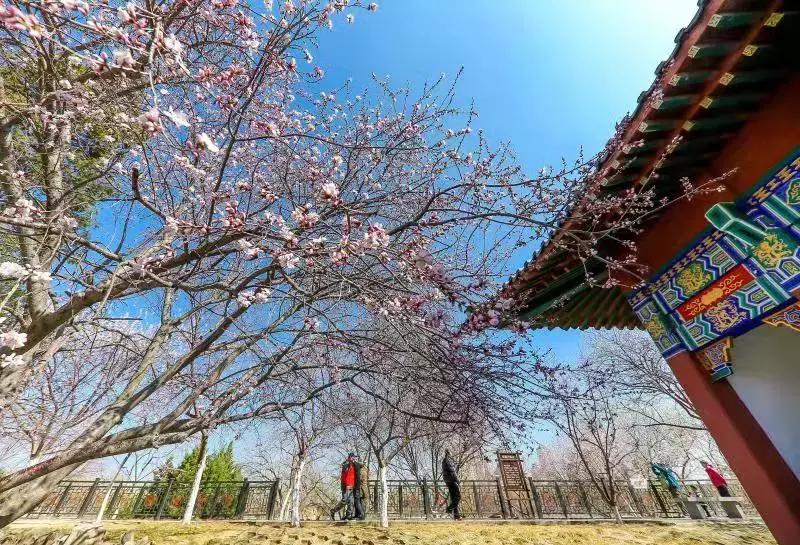 天津除了桃花堤哪里还有桃花,天津看桃花的北运河桃花堤