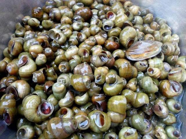 投一次年年收,养殖成本低,市价5元一斤,适合养殖创业吗?