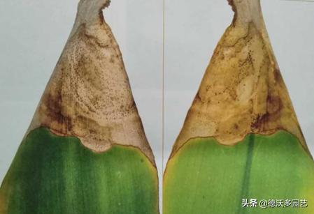 阳台养花怎样预防病虫害呢,家庭养花病害大全