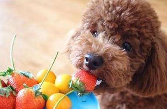 养泰迪犬的5个注意事项你知道吗,第一次养泰迪需要注意些什么