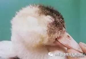 鸭子倒地不起了怎么办,鸭子瘫软无力不能走路怎么办