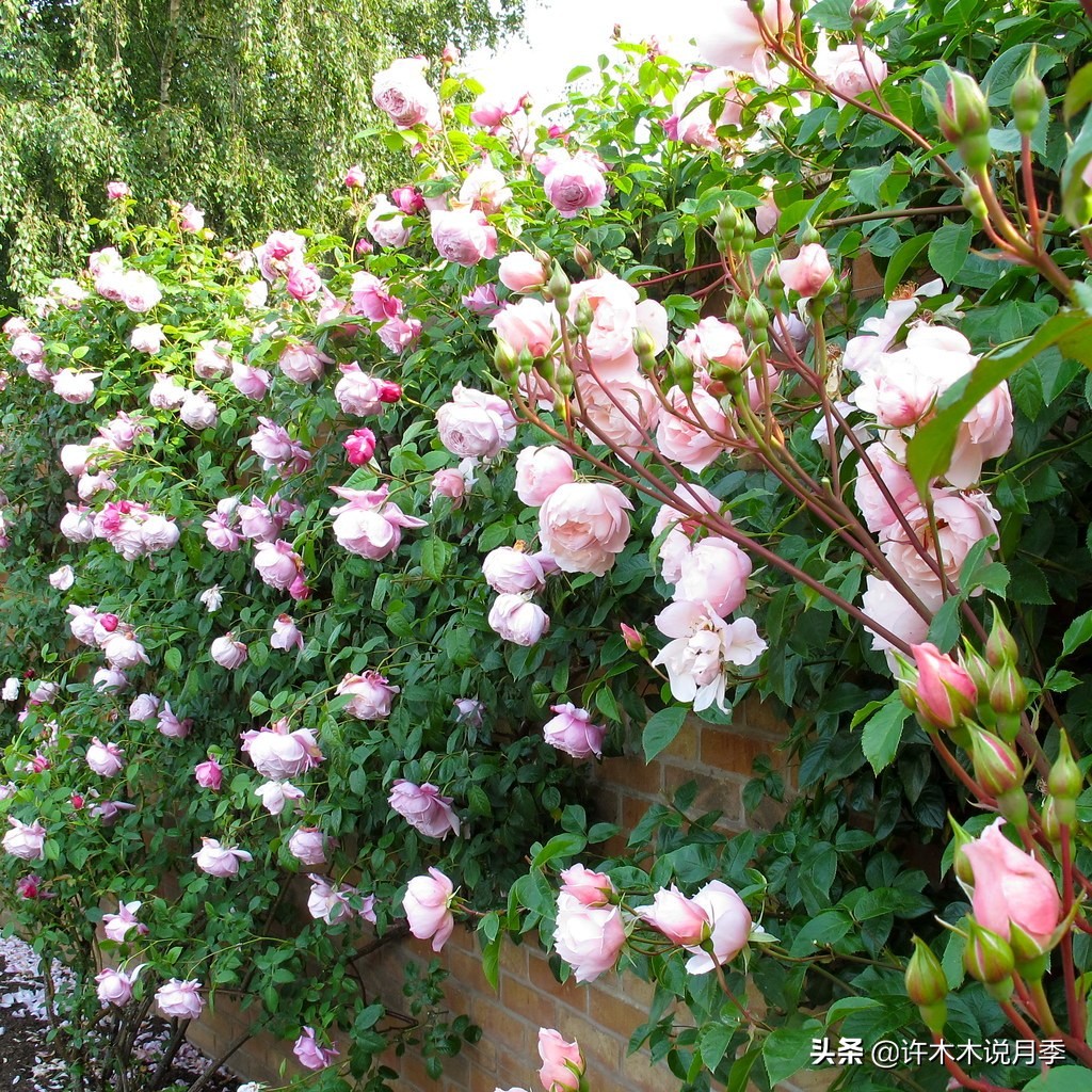 月季同时病害和虫害怎么办,月季感染蓟马怎么办