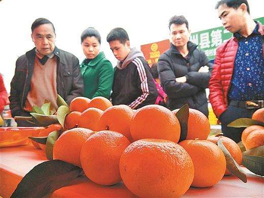 种植柑橘及销售需要哪些环节,如何把柑橘打开销路