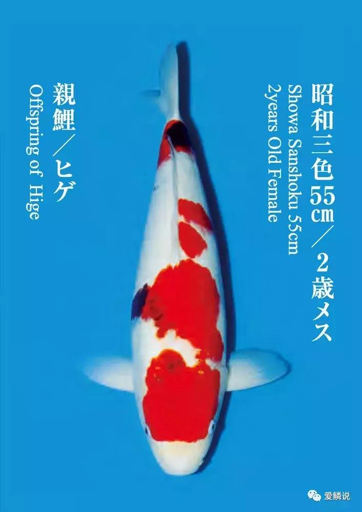 鲤界“老司机”的干货分享，少走弯路