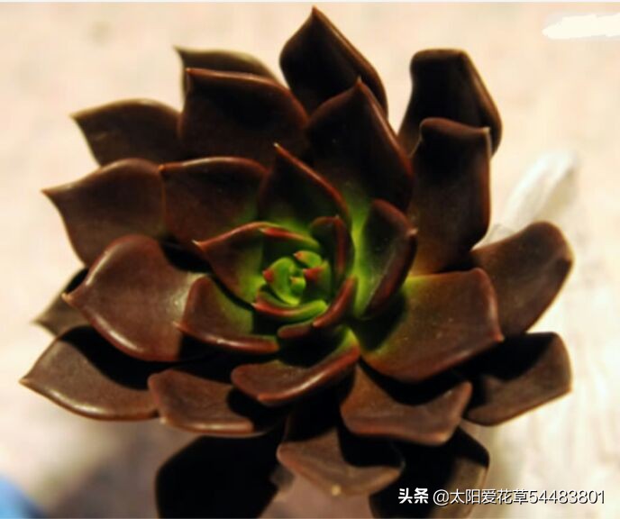 黑王子怎么养护多肉,多肉植物黑王子怎么养护视频讲解